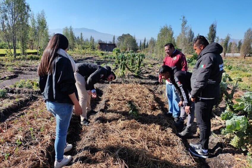 Xochimilco Ecotourism at Dawn in Canoe and Organic Breakfast