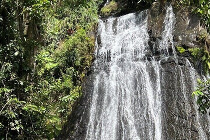 El Yunque Guided Experience!