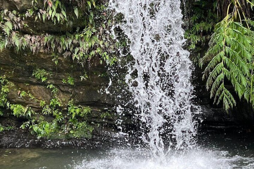 El Yunque Guided Experience!