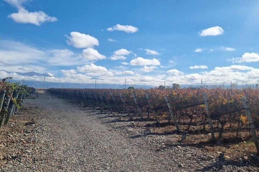 Guided Tour in Catena Zapata with 2 Wineries
