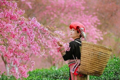 2-Day Authentic Sapa: Majestic Valleys-True Family-Ethnic Culture