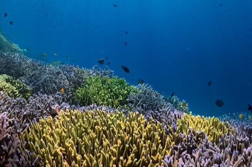 Private Snorkeling Trip Secret Gilis:Gili Nanggu,Sudak,Gili Kedis