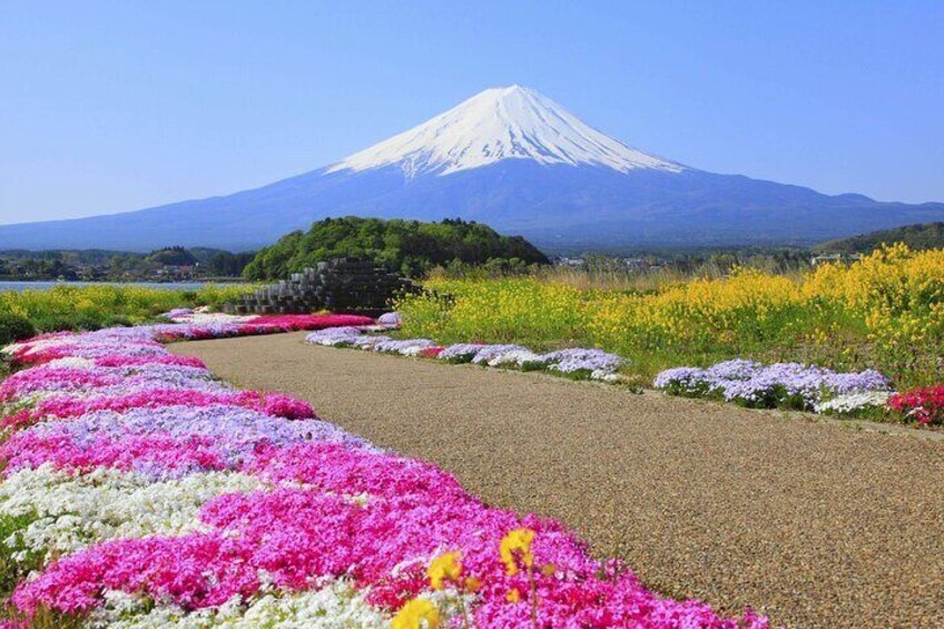 Mount Fuji popular instagrammable sightseeing tour (from Tokyo)
