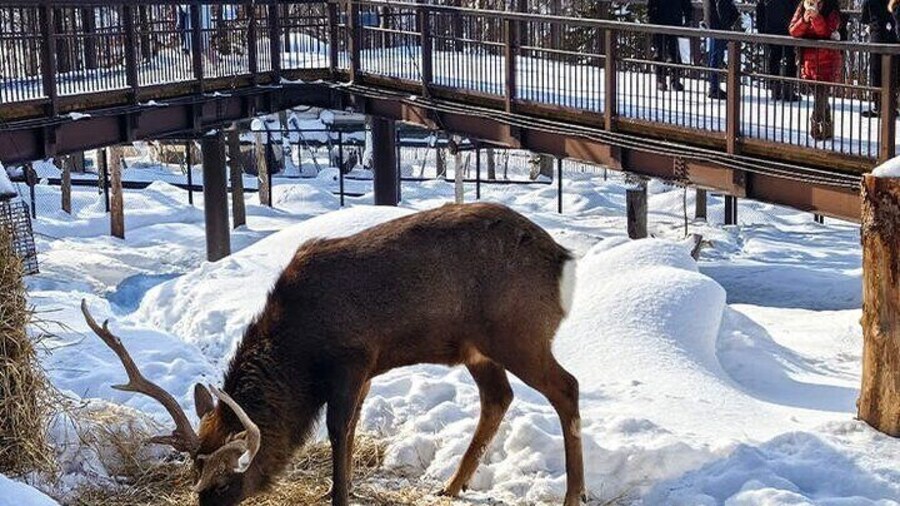 Hokkaido | Asahiyama Zoo & Christmas Tree & Shirahige Falls or Four Seasons & Fairy Terrace or Blue Pond Day Tour