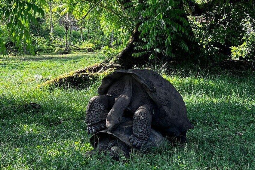 Underground Adventure Lava Tunnels and Giant Turtles