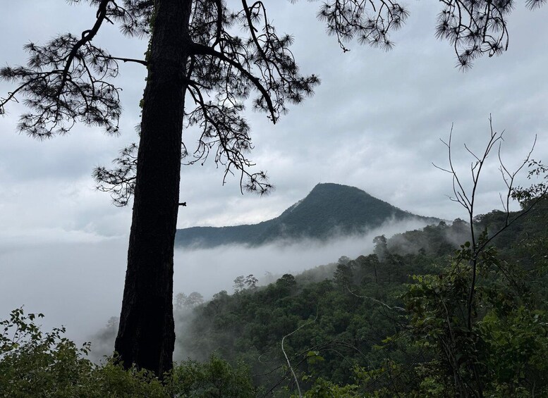Picture 5 for Activity Chipinque Natural Park - Morning / Afternoon Hike