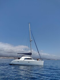 Dolphin watching in Estepona
