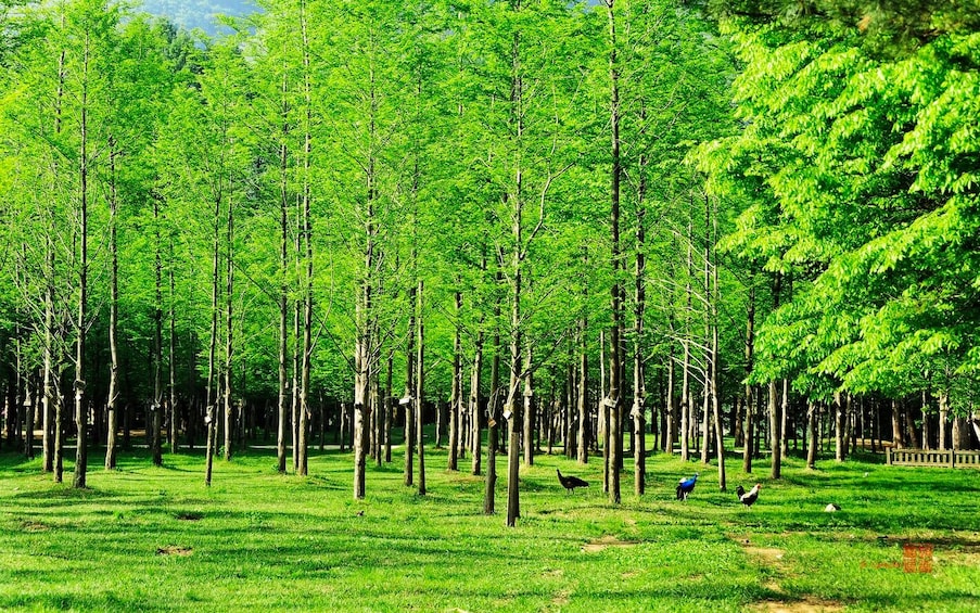 South Korea: Nami Island Admission