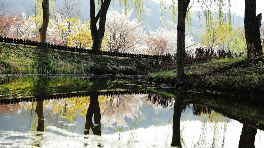 South Korea: Nami Island Admission