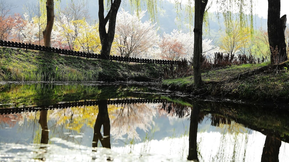 South Korea: Nami Island Admission