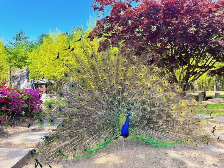 South Korea: Nami Island Admission