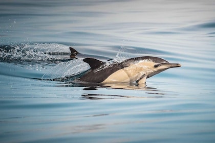 Algeciras: Dolphin and whale watching in reduced groups