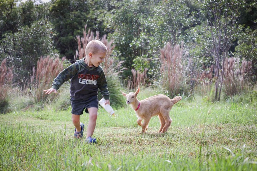 Picture 1 for Activity Hilo: Bottle Feed & Cuddle Baby Goats