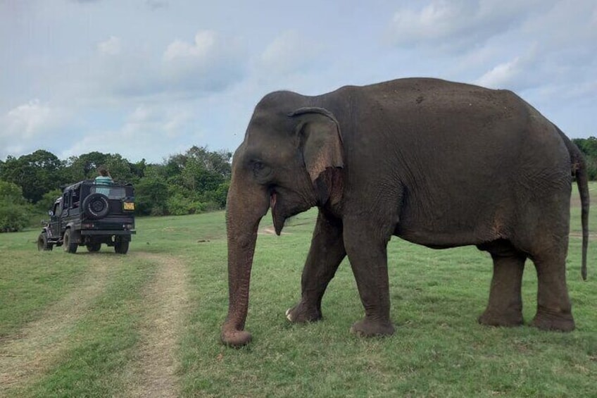 Minneriya National Park Private Jeep Safari