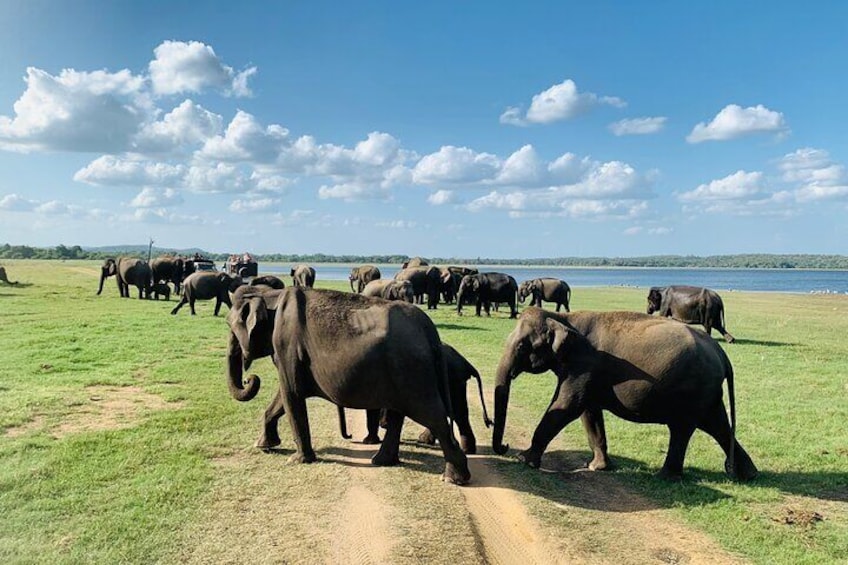 Minneriya National Park Private Jeep Safari