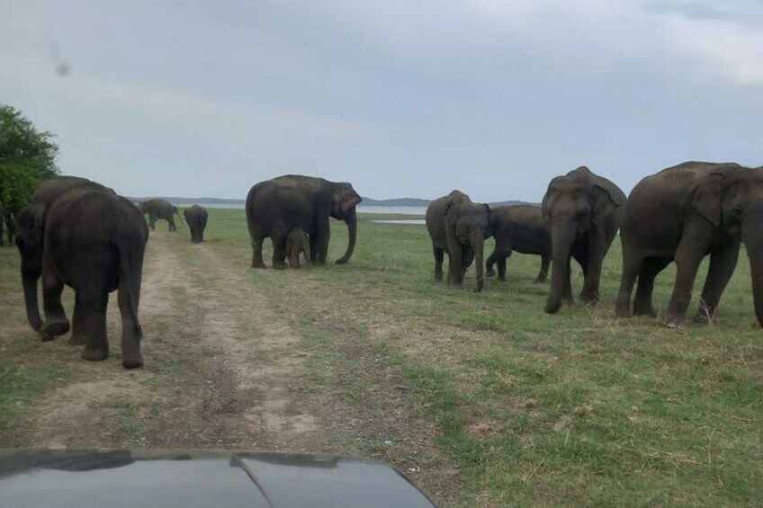 Minneriya National Park Private Jeep Safari