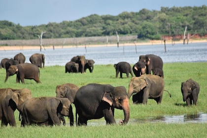 Minneriya Private Jeep Safari to Visit Elephants Gathering