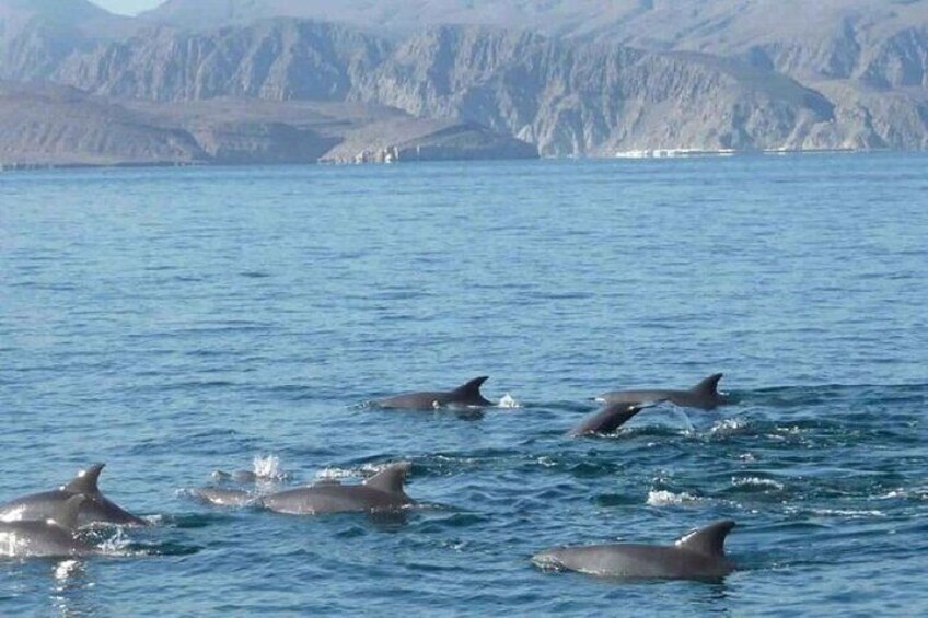 Fishing Tour and Dolphin Watching in Musandam, Oman