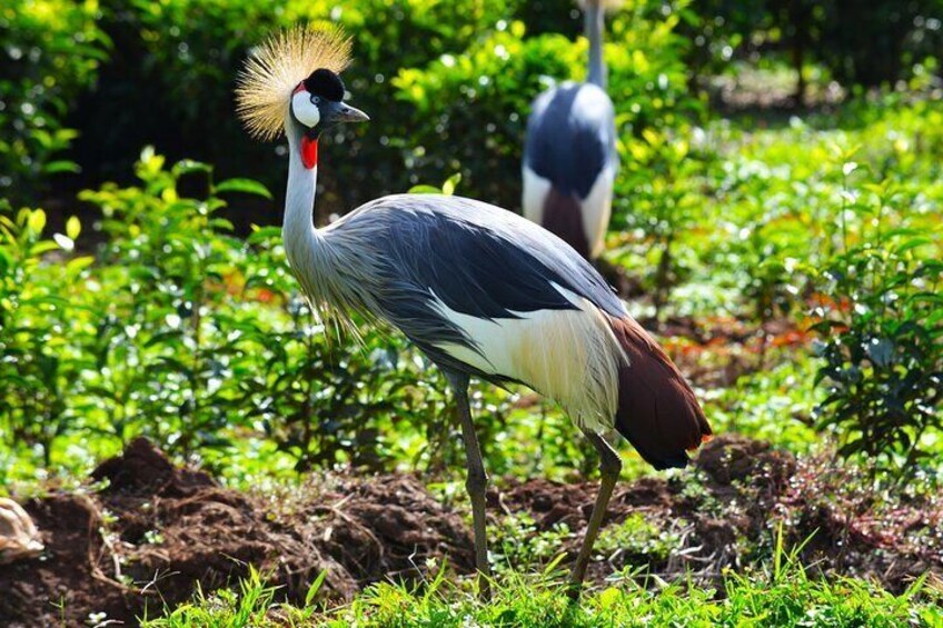national bird