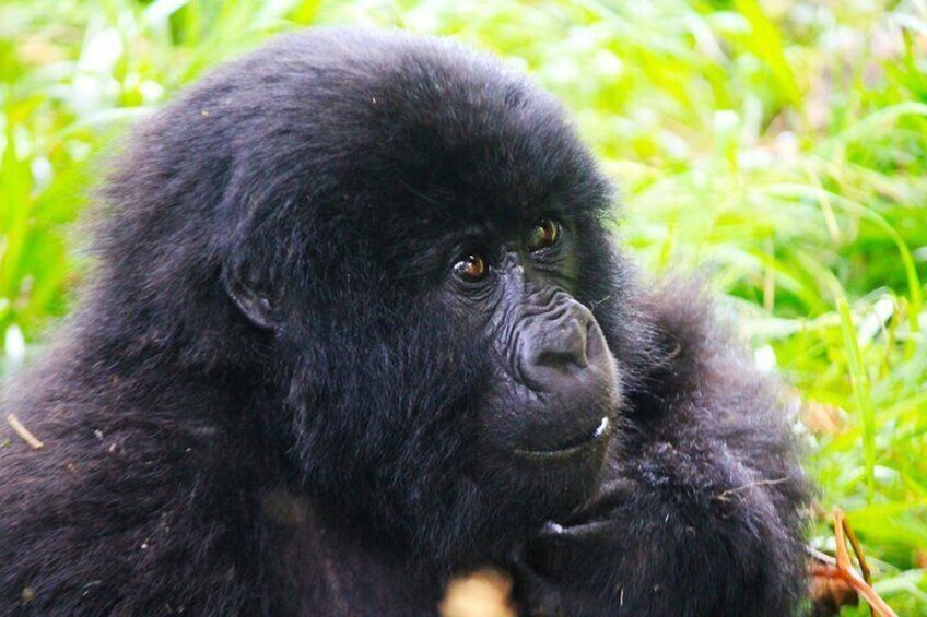Baby Gorilla
