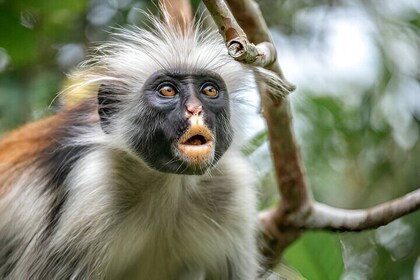 Jozani Forest & Stone Town Day Tour with Transfers – Zanzibar