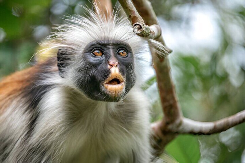 Jozani Forest & Stone Town Day Tour with Transfers – Zanzibar
