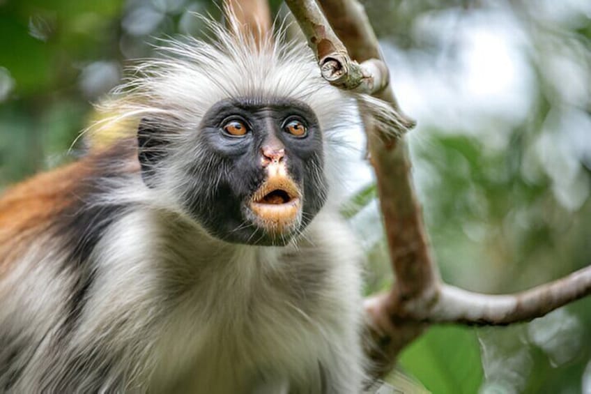 Jozani Forest & Stone Town Day Tour with Transfers – Zanzibar