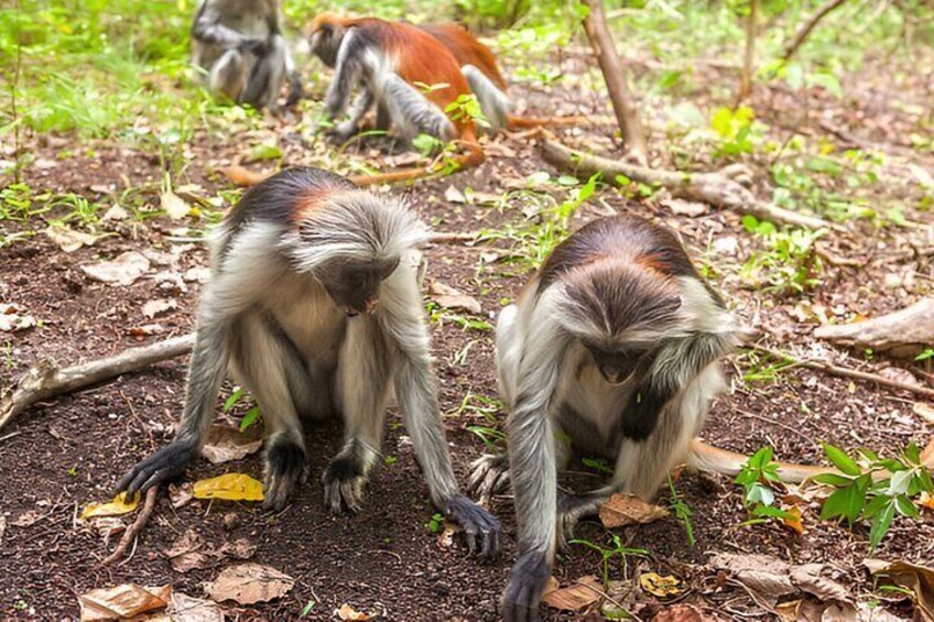Jozani Forest & Stone Town Day Tour with Transfers – Zanzibar