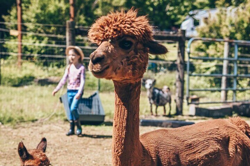 Who's got the best hair? This stylish alpaca is ready for the runway!