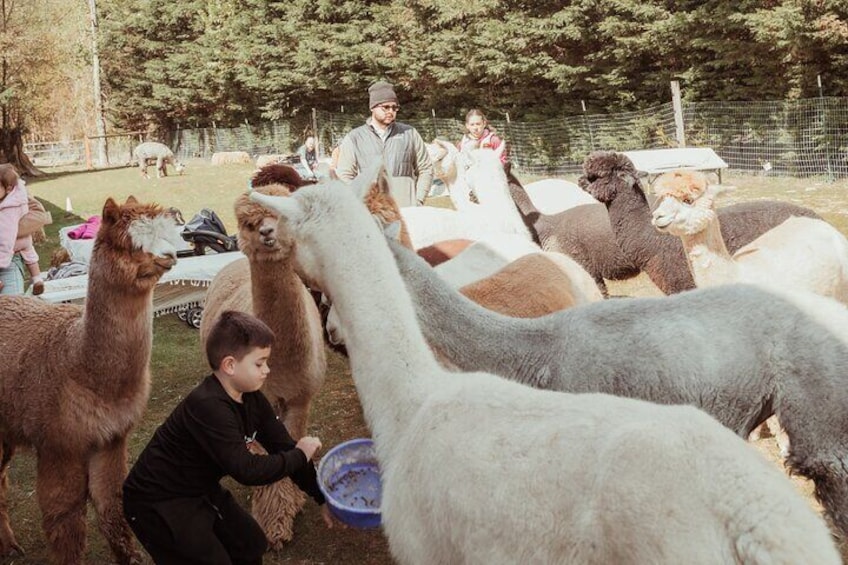 A peaceful gathering of our happy herd, enjoying the fresh air and sunshine.
