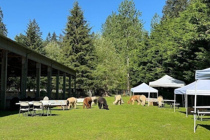 Shared Seattle Alpacas Picnic Experience
