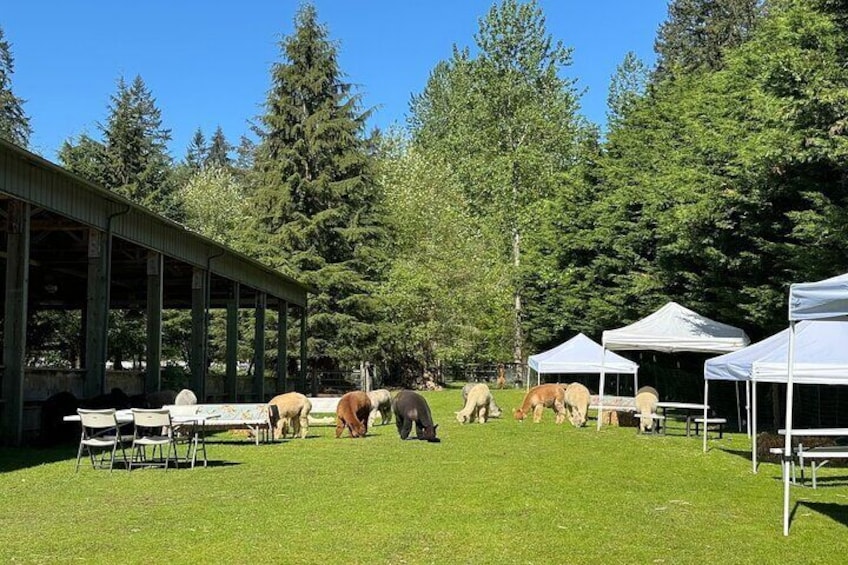 Alpacas in a Field ready for Picnic With Alpacas