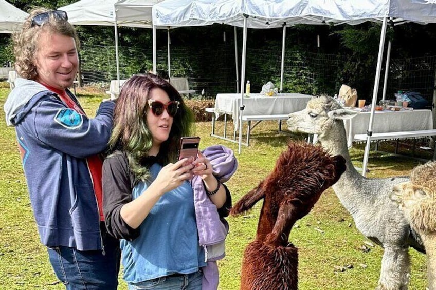 Making memories with the alpacas! Hand-feeding these gentle creatures is an experience like no other.