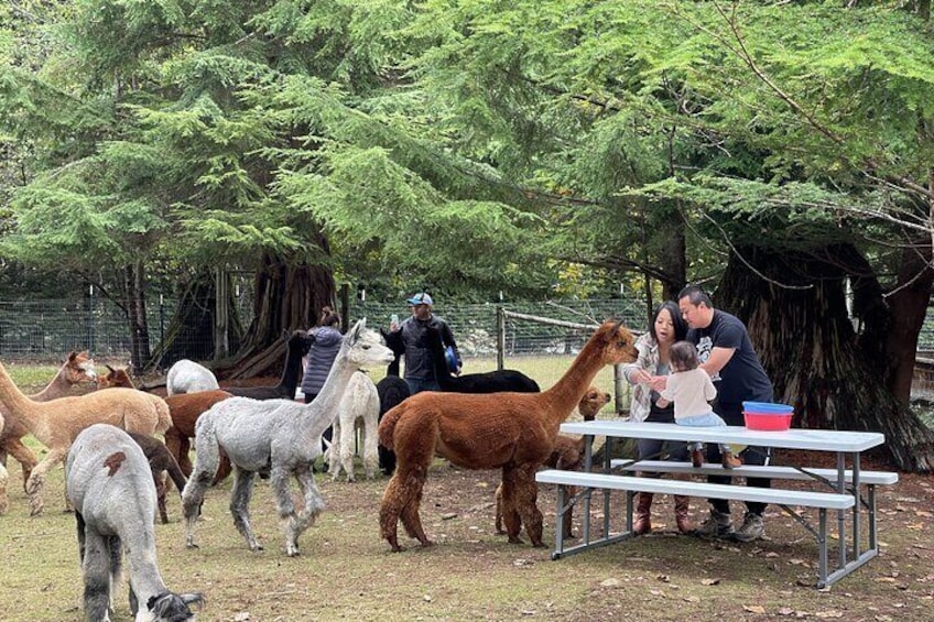 Dining with alpacas? Yes, please! A truly unique experience awaits.