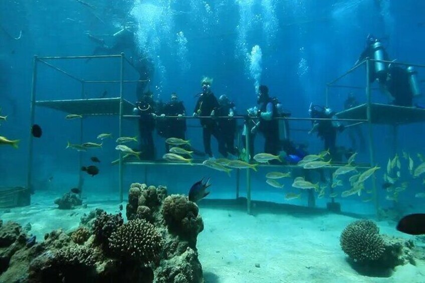 Coral Garden Diving Adventure with 2 Dives & Transfer –Marsa Alam