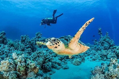 Coral Garden Diving Adventure with 2 Dives & Transfer –Marsa Alam