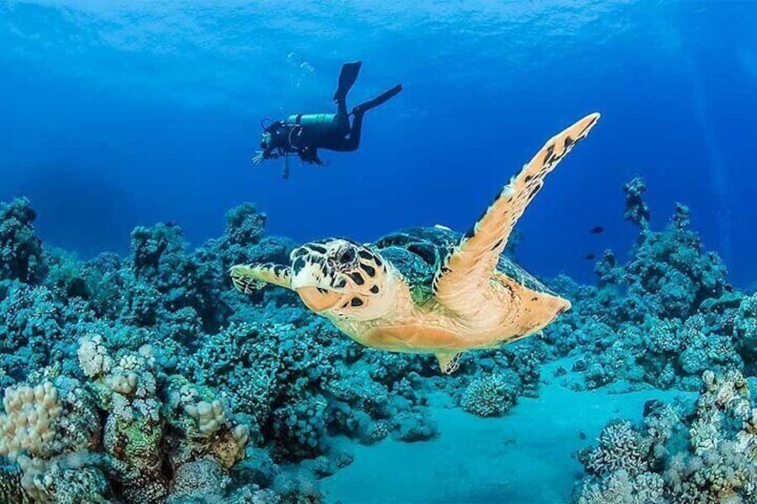 Coral Garden Diving Adventure with 2 Dives & Transfer –Marsa Alam
