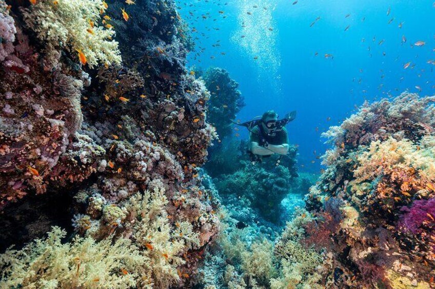 Coral Garden Diving Adventure with 2 Dives & Transfer –Marsa Alam
