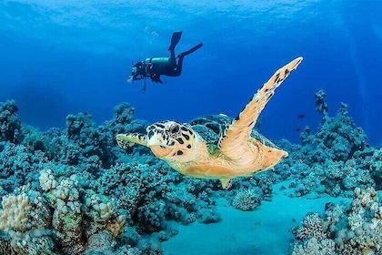 Coral Garden Diving Adventure with 2 Dives & Transfer –Marsa Alam