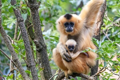 Jozani Forest & Stone Town Guided Tour with Transfers – Zanzibar
