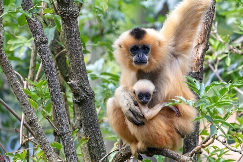 Jozani Forest & Stone Town Guided Tour with Transfers – Zanzibar