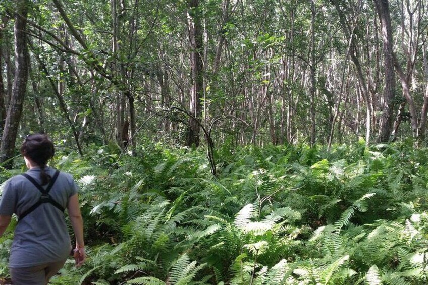 Full-day Jozani Forest Walk, Stone Town & Spice Farm - Zanzibar
