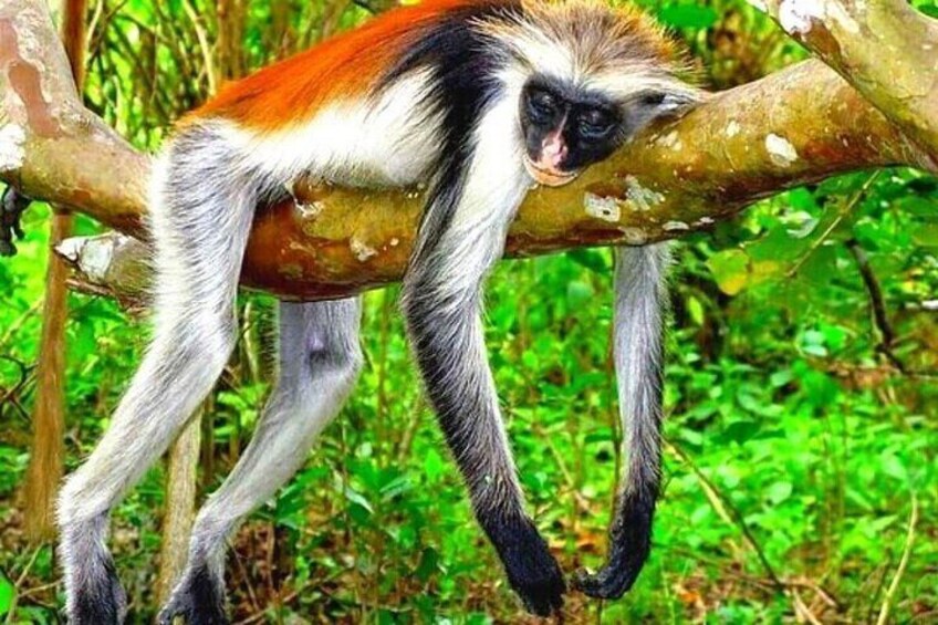 Jozani Forest & Spice Farm Day Tour with Transportation –Zanzibar