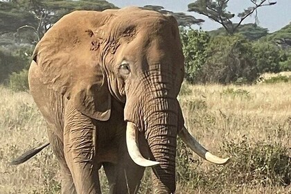 Privat helgedagstur til Amboseli fra Nairobi