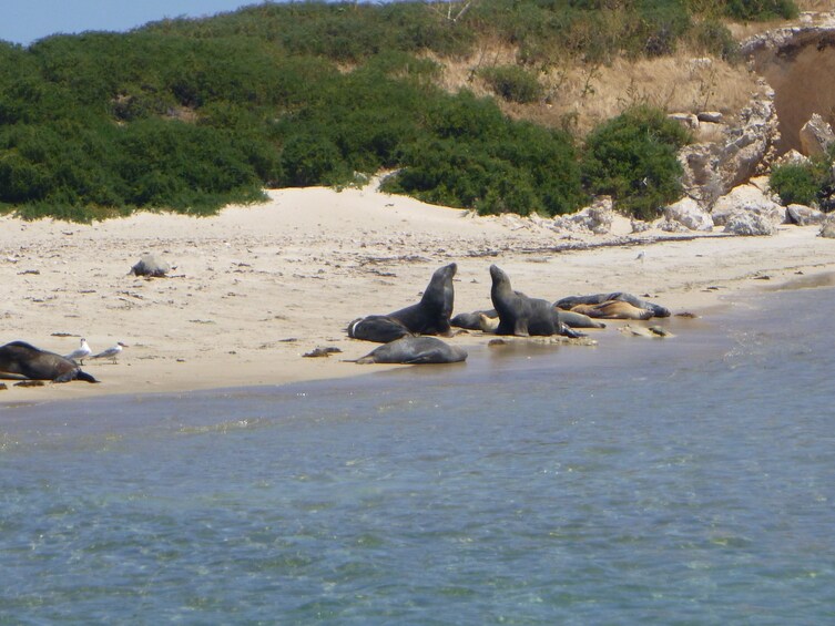 Wildlife Cruise & Lunch
