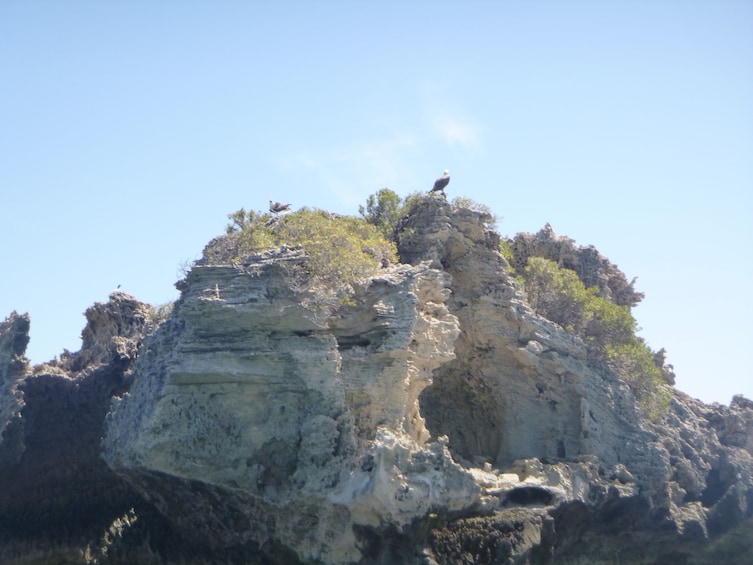 Wildlife Cruise & Lunch