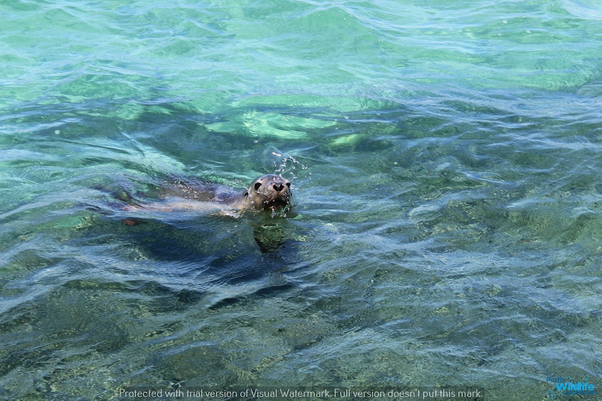 Wildlife Cruise & Lunch