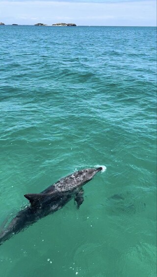 Wildlife Cruise & Lunch