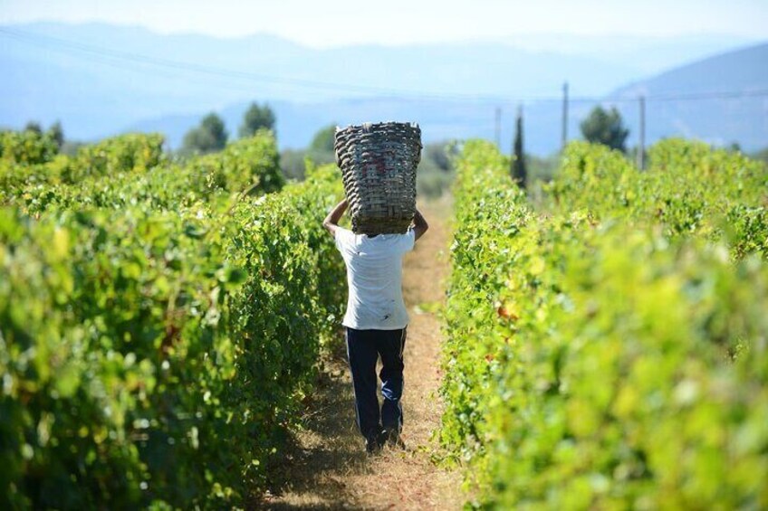 Explore Douro Valley with Traditional Flavors Wine and Views