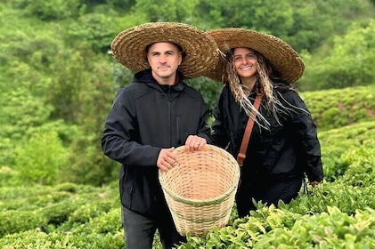 Tea Harvest and Tasting Experience from Leaf to Cup